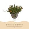 Mittagsblume ‚Jewel of Desert' – Delosperma – Ansicht 3