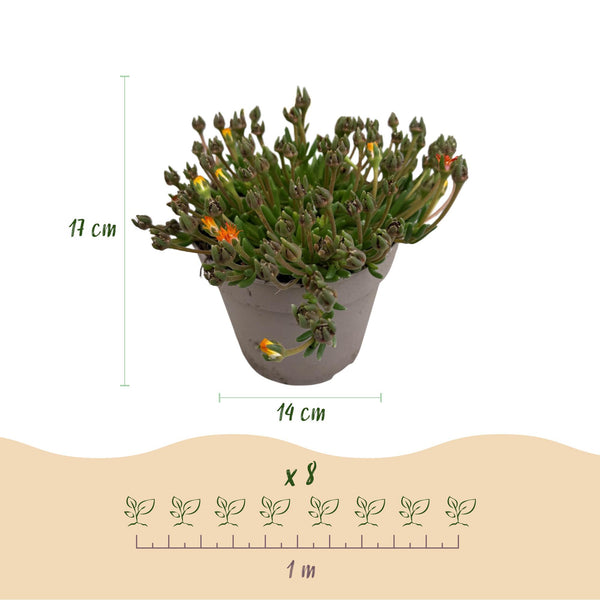 Mittagsblume ‚Jewel of Desert' – Delosperma – Ansicht 3