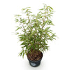 Schirmbambus ‚Asian Wonder' – Fargesia scabrida – Ansicht 2