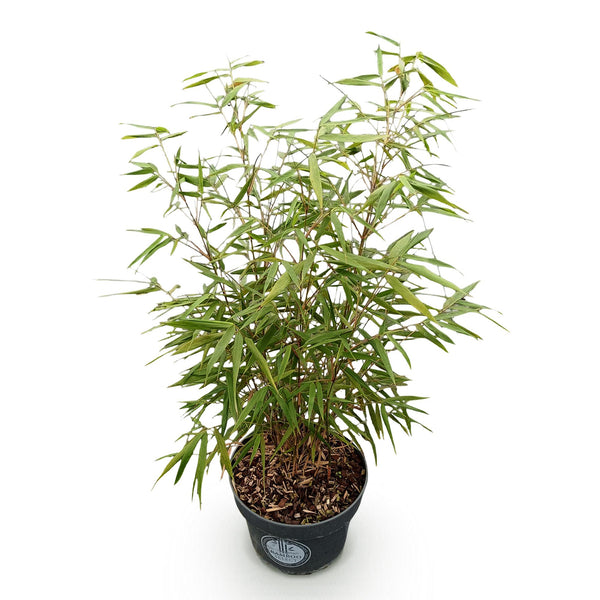 Schirmbambus ‚Asian Wonder' – Fargesia scabrida – Ansicht 2