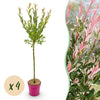 Harlekinweide ‚Flamingo' – Salix integra