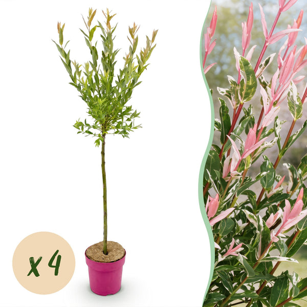 Harlekinweide ‚Flamingo' – Salix integra