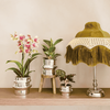 Schmetterlingsorchidee ‚Mineral Grosseto' – Phalaenopsis – Ansicht 6