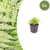 Gewöhnlicher Wurmfarn – Dryopteris filix-mas – 6 Stück