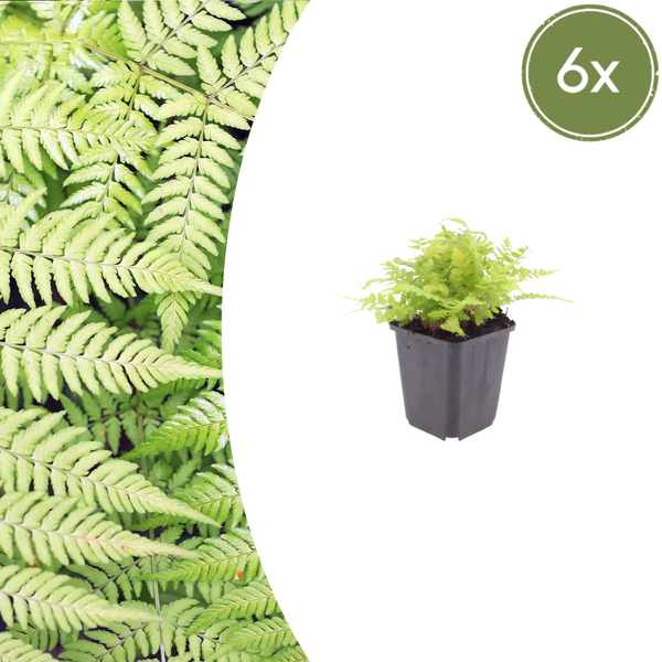 Gewöhnlicher Wurmfarn – Dryopteris filix-mas – 6 Stück
