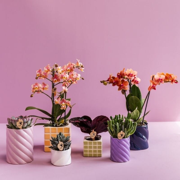Calathea roseopicta ‚Dottie' – Ansicht 2