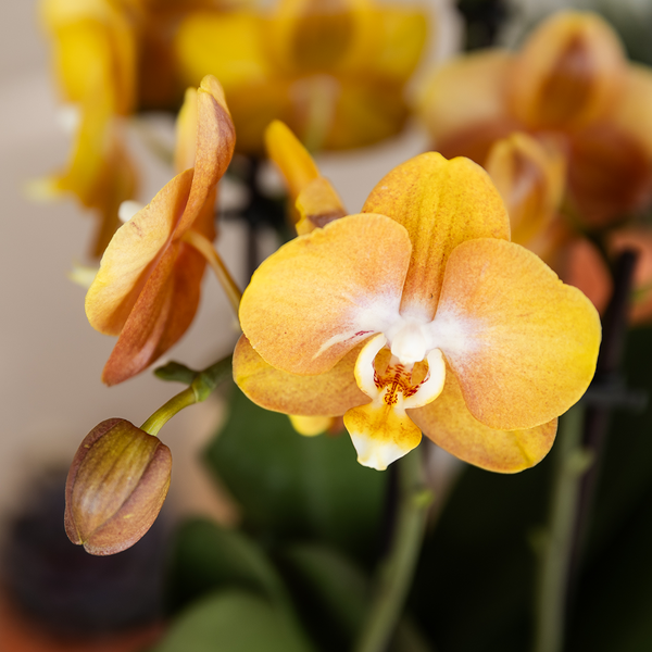 Orchidee ‚Las Vegas' – Phalaenopsis – Ansicht 3