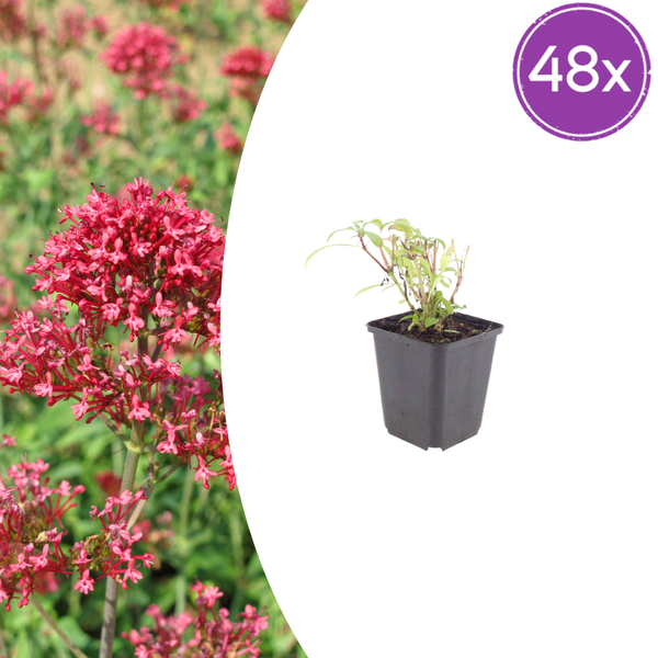 Rote Spornblume ‚Coccineus' – Centranthus ruber