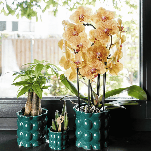 Schmetterlingsorchidee ‚Niagara Fall Sunny Bunny' – Phalaenopsis – Ansicht 3