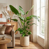 Baumstrelitzie – Strelitzia nicolai – Ansicht 2