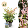 Himmelsbambus ‚Twilight' – Nandina domestica