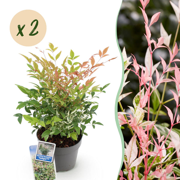 Himmelsbambus ‚Twilight' – Nandina domestica