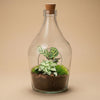 Terrarium-Set „Joss" – Calathea makoyana & Fittonia White Tiger
