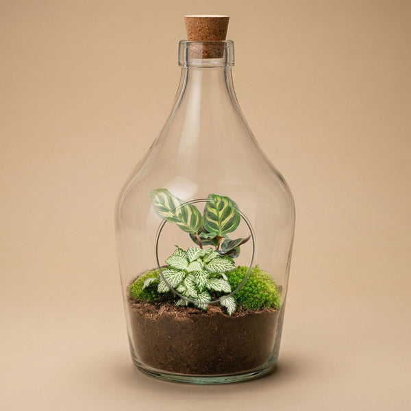 Terrarium-Set „Joss" – Calathea makoyana & Fittonia White Tiger