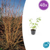 Roter Hartriegel ‚Anny's Winter Orange' – Cornus sanguinea
