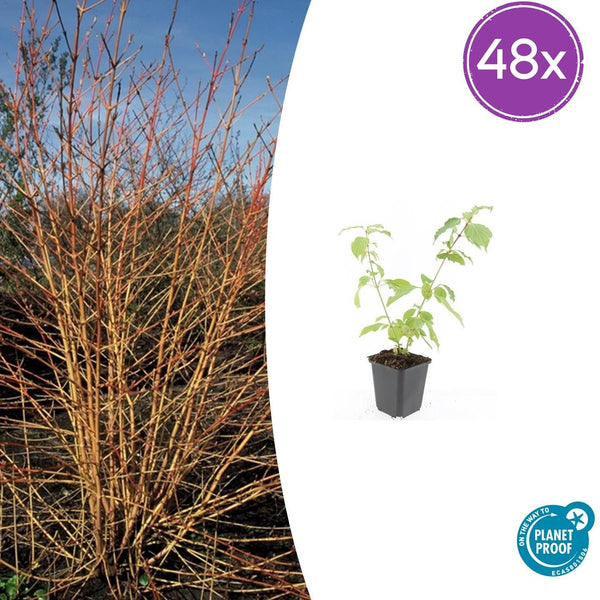 Roter Hartriegel ‚Anny's Winter Orange' – Cornus sanguinea