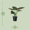 Alocasia wentii – Ansicht 7