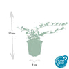 Kriechmispel ‚Major' – Cotoneaster dammeri – Ansicht 2