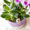 Geldbaum – Crassula ovata – Ansicht 3