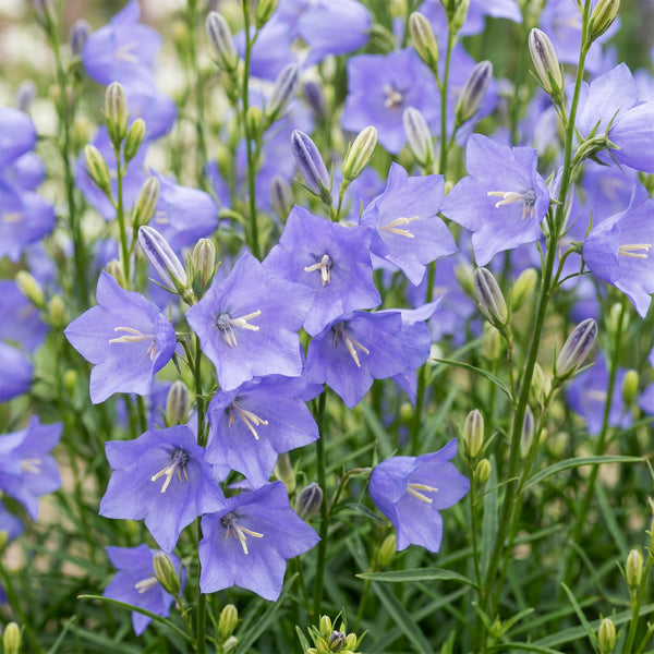 Pfirsichblättrige Glockenblume – Campanula persicifolia – Ansicht 5