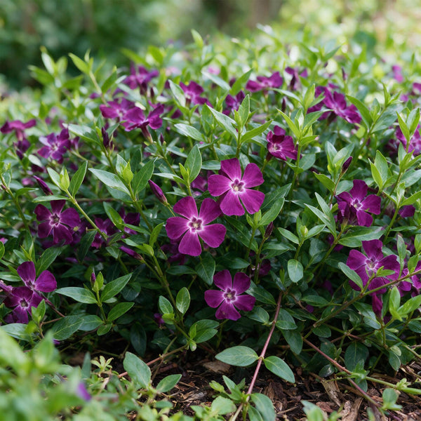 Kleines Immergrün ‚Atropurpurea' – Vinca minor – Ansicht 5