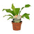 Nestfarn – Asplenium nidus – Ø 12 cm · 35 cm