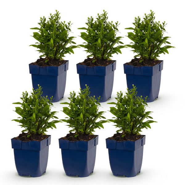 Aster Tricolour – Ansicht 2