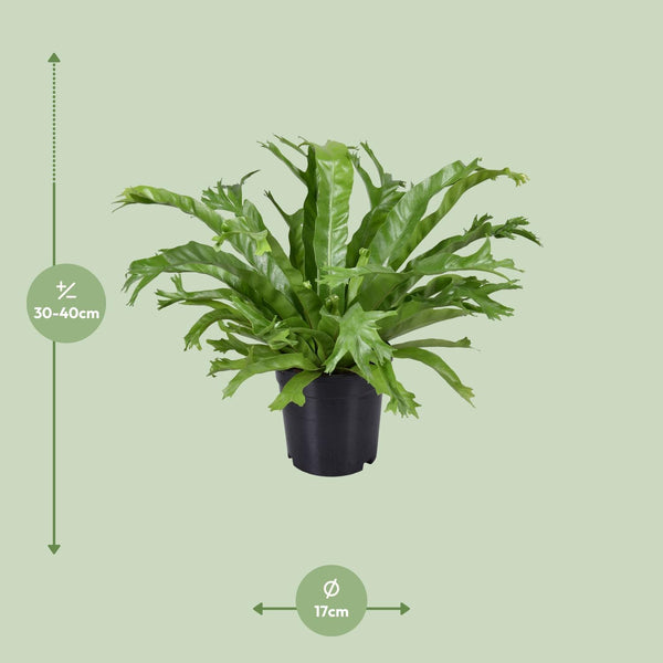 Nestfarn ‚Crissie' – Asplenium nidus – Ansicht 2