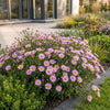 Kissen-Aster ‚Wood's Pink' – Aster dumosus – Ansicht 6