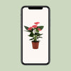 Flamingoblume ‚Sweet Dream' – Anthurium andraeanum – Ansicht 6