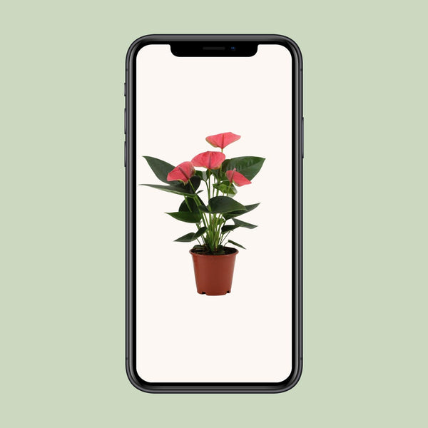 Flamingoblume ‚Sweet Dream' – Anthurium andraeanum – Ansicht 6