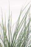 Blauschwingel ‚Azurit' – Festuca glauca – Ansicht 5