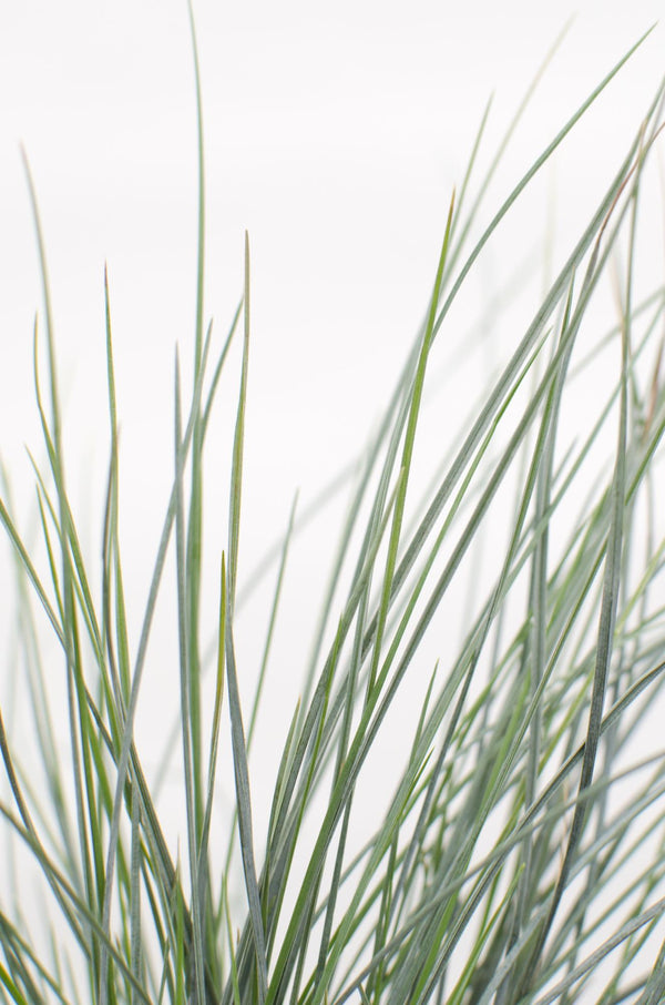 Blauschwingel ‚Azurit' – Festuca glauca – Ansicht 5