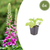 Roter Fingerhut – Digitalis purpurea – 6 Stück