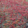 Stachelnüsschen ‚Kupferteppich' – Acaena microphylla – Ansicht 5