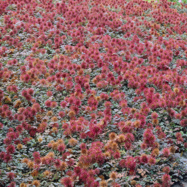 Stachelnüsschen ‚Kupferteppich' – Acaena microphylla – Ansicht 5