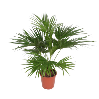 Chinesische Fächerpalme – Livistona chinensis
