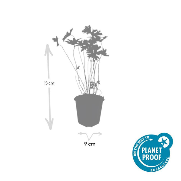 Storchschnabel ‚Johnson's Blue' – Geranium – Ansicht 2