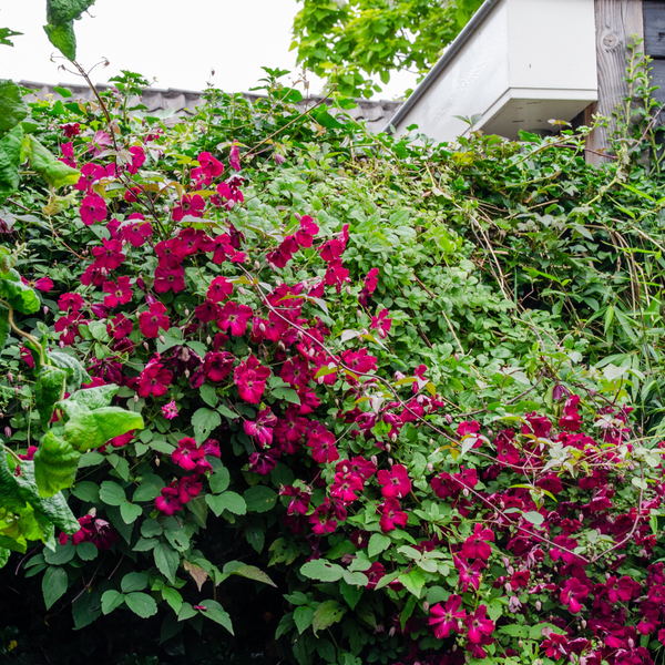 Waldrebe ‚Rouge Cardinal' – Clematis – Ansicht 3
