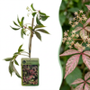 Chinesischer Wilder Wein – Parthenocissus henryana