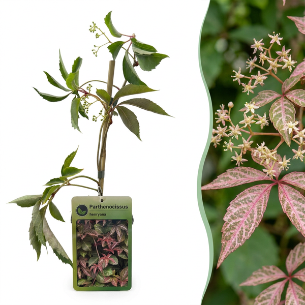 Chinesischer Wilder Wein – Parthenocissus henryana