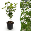 Chinesischer Blumenhartriegel – Cornus kousa var. chinensis – Standard