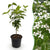 Chinesischer Blumenhartriegel – Cornus kousa var. chinensis – Standard