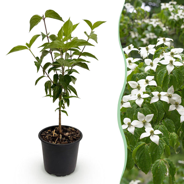 Chinesischer Blumenhartriegel – Cornus kousa var. chinensis – Standard