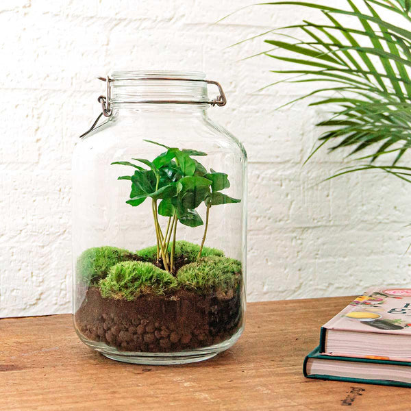 Flaschengarten-Set „Kaffeepflanze" – DIY-Terrarium mit Coffea arabica und Werkzeug – Ansicht 2