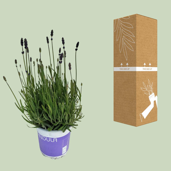 Lavendel ‚Hidcote Blue' – Lavandula angustifolia – Ansicht 3