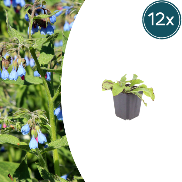 Kaukasus-Beinwell ‚Wisley Blue' – Symphytum grandiflorum