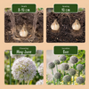 Kugellauch ‚Ping Pong' – Allium – Ansicht 4