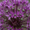 Zierlauch ‚Miami' – Allium