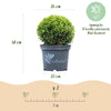 Buchsbaum ‚BetterBuxus Skylight' – Buxus sempervirens – Ansicht 3